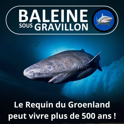 S02E30 Le Requin du Groenland : Le "Mathusalem" des vertébrés peu tvivre 500 ans ! (René Heuzey) cover