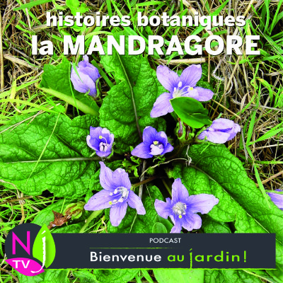 HISTOIRES BOTANIQUES: LA MANDRAGORE, PLANTE MAGIQUE DES SORCIÈRES cover