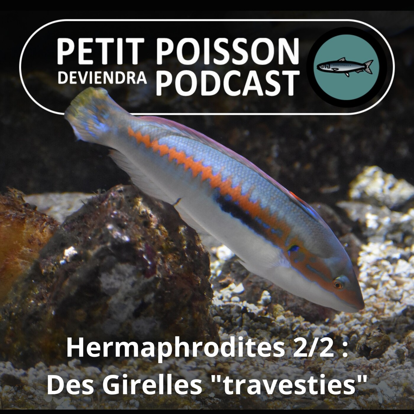 Petit Poisson deviendra Podcast