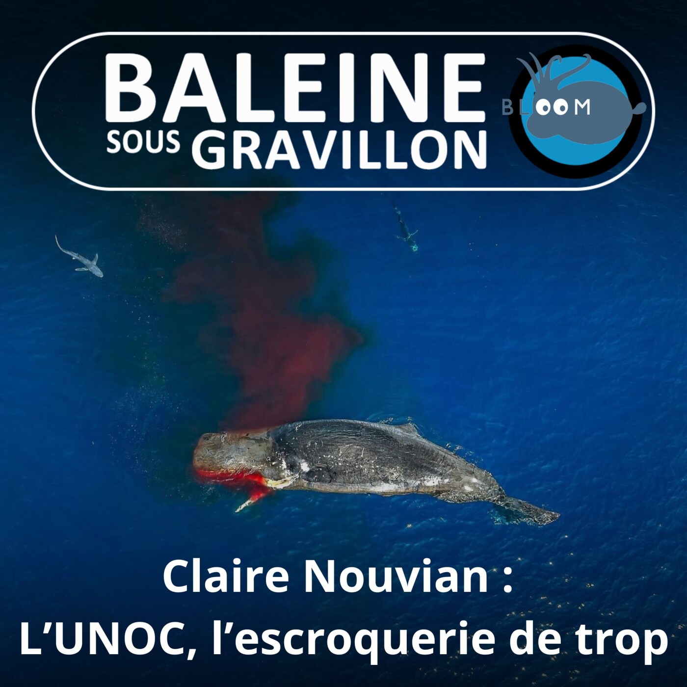 Baleine sous Gravillon