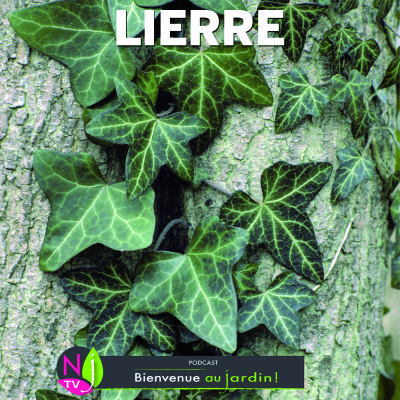 LE DOSSIER: LE LIERRE UNE PLANTE UTILE POUR LE JARDIN ET LA NATURE cover