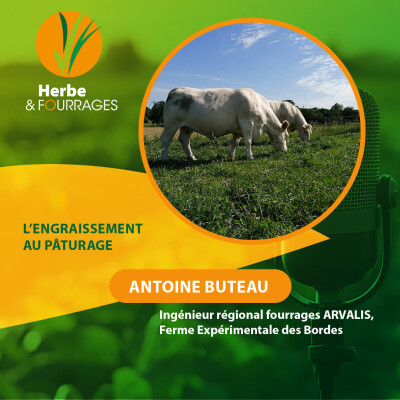 HERBE ET FOURRAGES - L’engraissement au pâturage cover