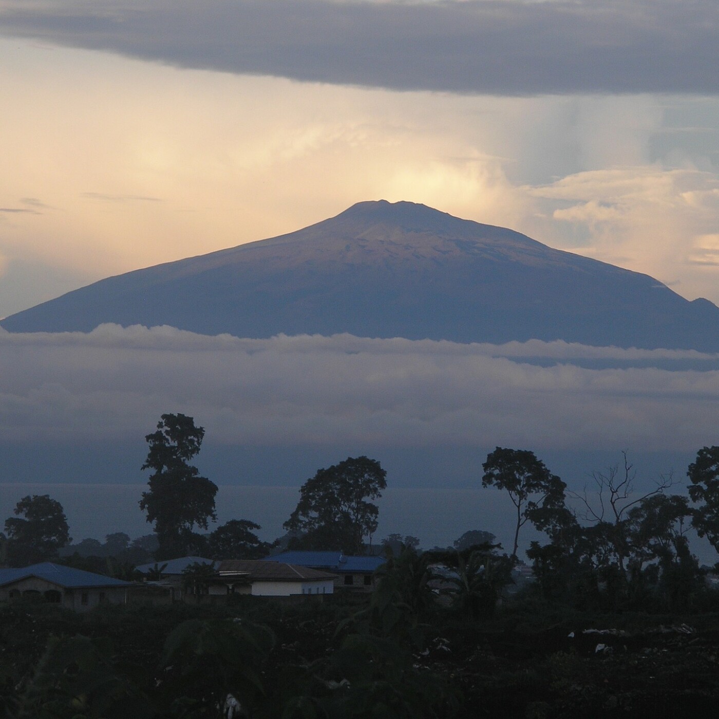 S03E29 Replanter la forêt au Cameroun 1/3 : Des Crevettes tigre aux Palétuviers (René Noungang, Planète Urgence)