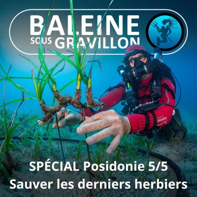 SPÉCIAL Posidonie 5/5 : Sauver les dernières prairies sous-marines (Laurent Ballesta, Pierre Descamp) cover