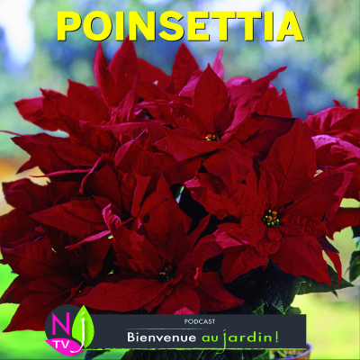 HISTOIRES BOTANIQUES: LE POINSETTIA ÉTOILE DE NOËL SON HISTOIRE, SES LÉGENDES cover