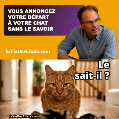 VOUS ANNONCEZ VOTRE DÉPART À VOTRE CHAT SANS LE SAVOIR cover