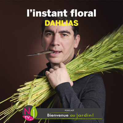 #81: L’INSTANT FLORAL : DAHLIAS FLEURS FRAGILES cover