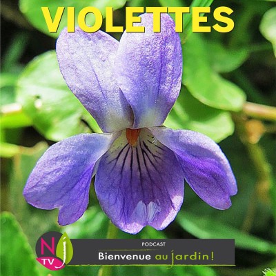 VIOLETTES ET VIOLA cover