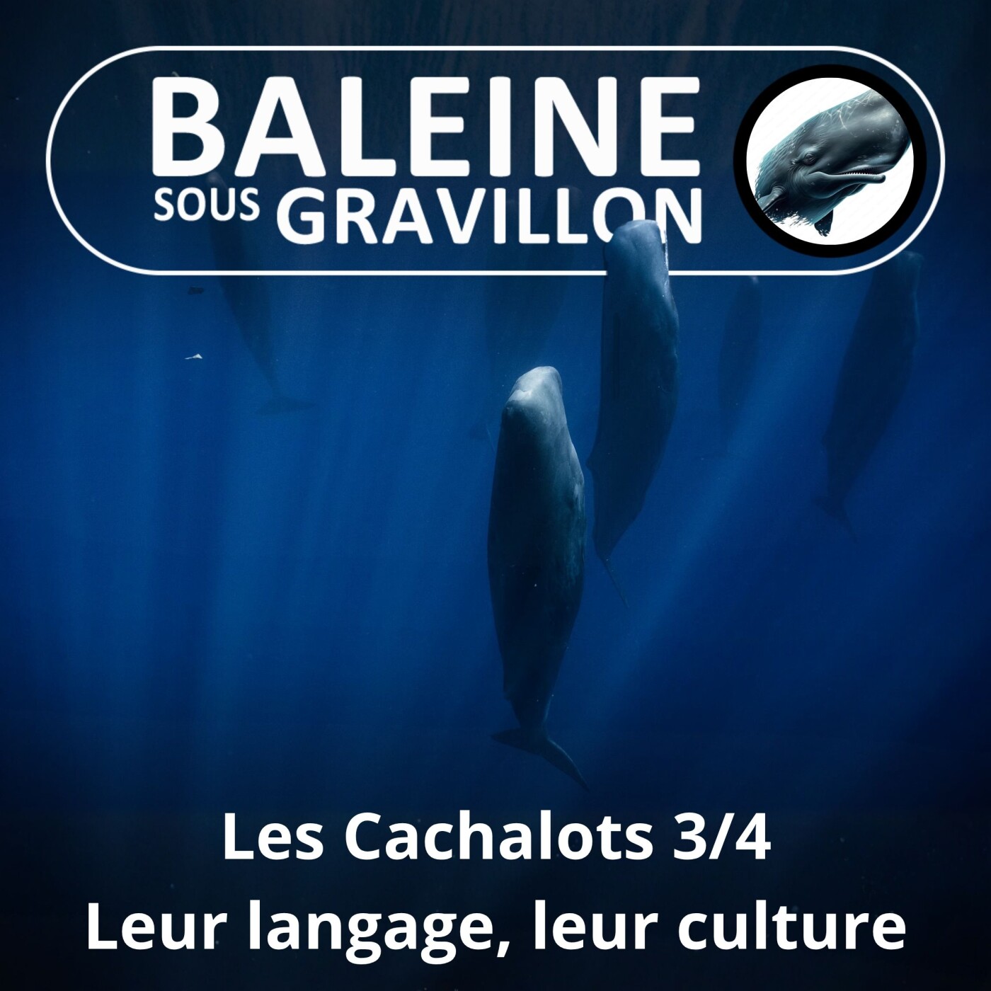 S02E16 Les Cachalots 3/4 : Leur langage, leur culture (François Sarano) episode artwork