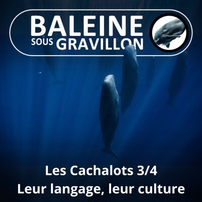 S02E16 Les Cachalots 3/4 : Leur langage, leur culture (François Sarano) cover
