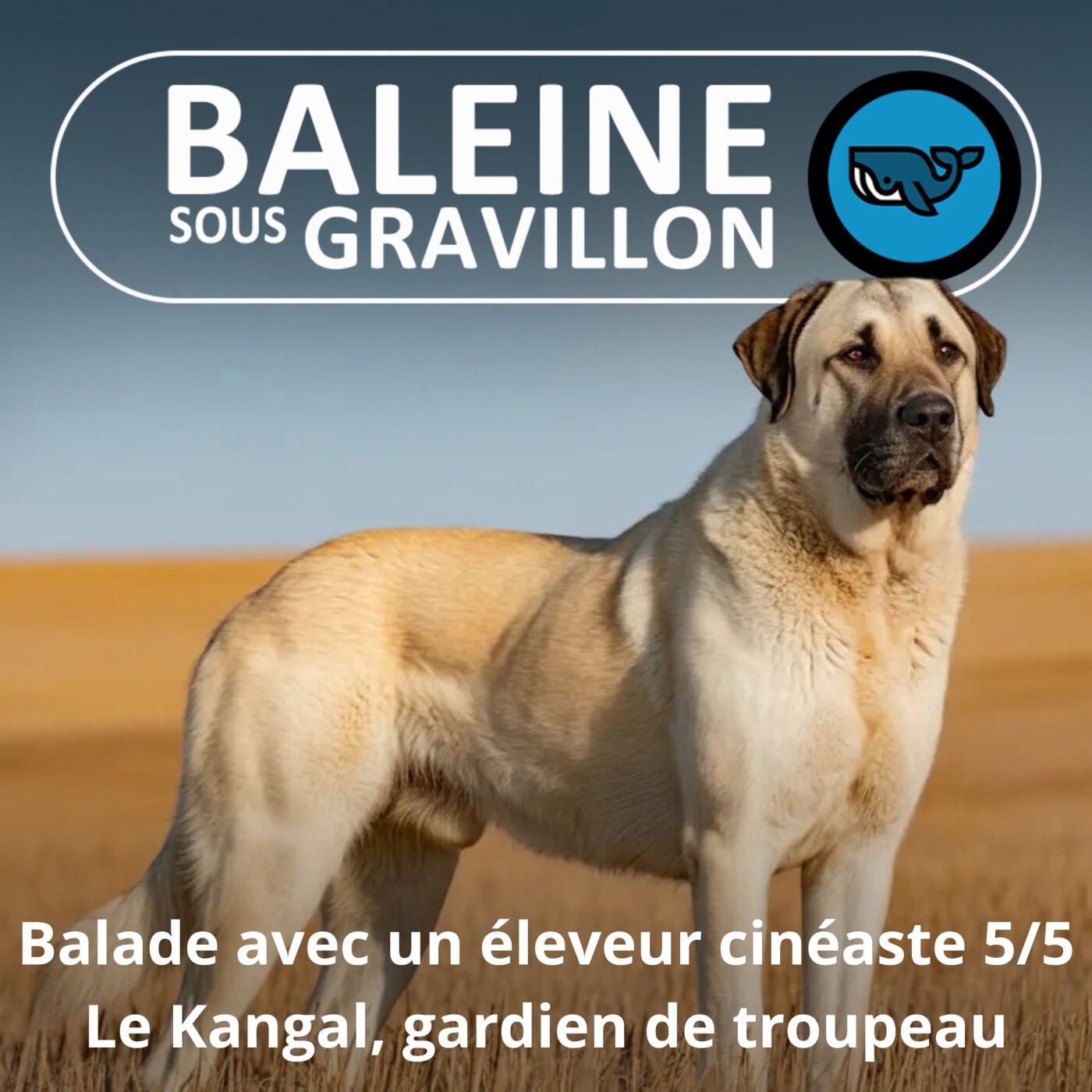 S07E09 Balade avec un éleveur-cinéaste 5/5 : Le vrai chef du troupeau (Rémi Dupouy)