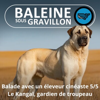 S07E09 Balade avec un éleveur-cinéaste 5/5 : Le vrai chef du troupeau (Rémi Dupouy) cover