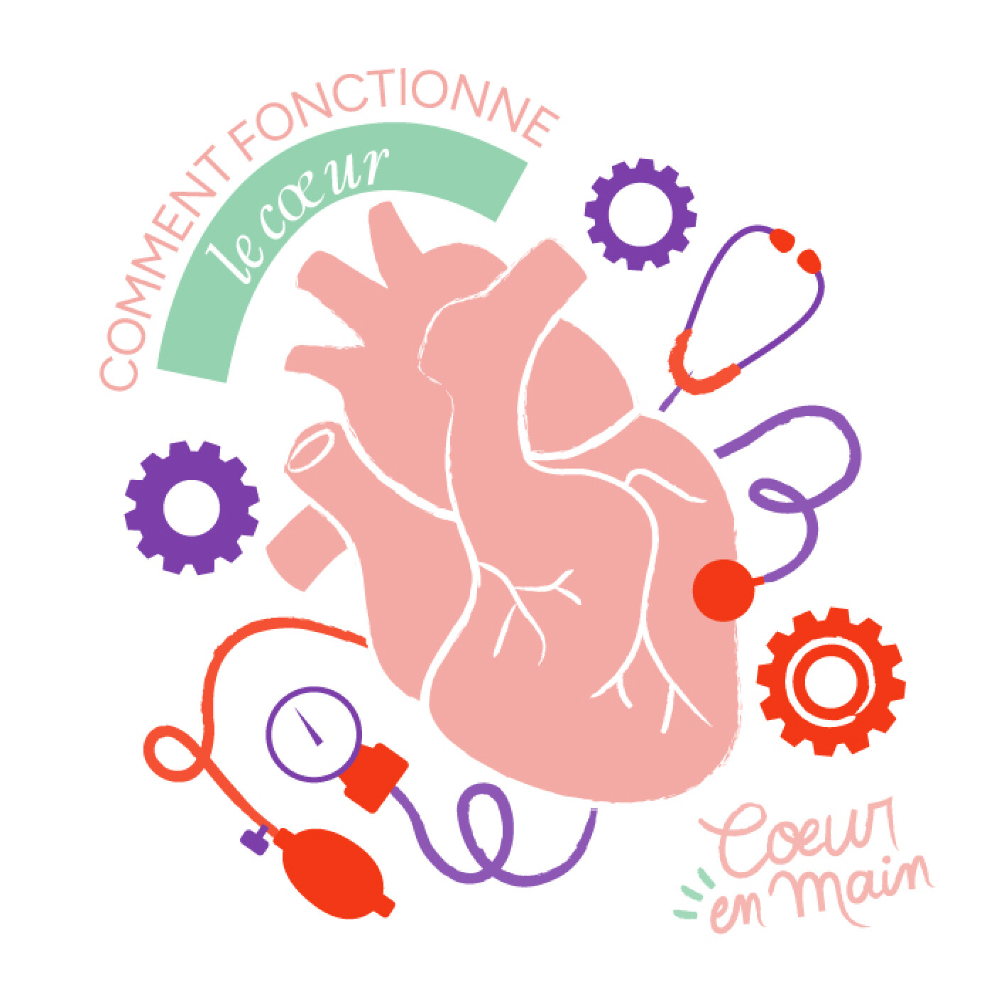 Comment fonctionne le cœur ?