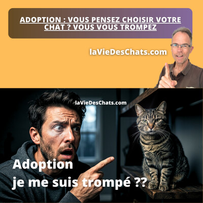 ADOPTION : VOUS PENSEZ CHOISIR VOTRE CHAT ? VOUS VOUS TROMPEZ cover