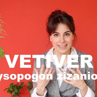 L'huile essentielle de Vétiver - chrysopogon zizanioides (et olfaction) cover