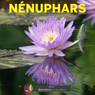 HISTOIRES BOTANIQUES: NÉNUPHAR, HISTOIRES, LÉGENDES ET MYTHOLOGIE cover