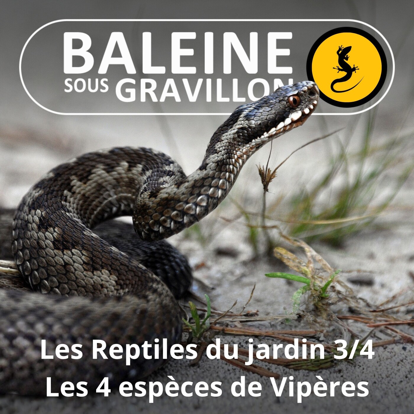BEST OF D'ÉTÉ #07 Les Reptiles du jardin 3/4 : Les 4 espèces de Vipères episode artwork