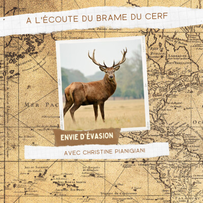 Le brame du cerf cover