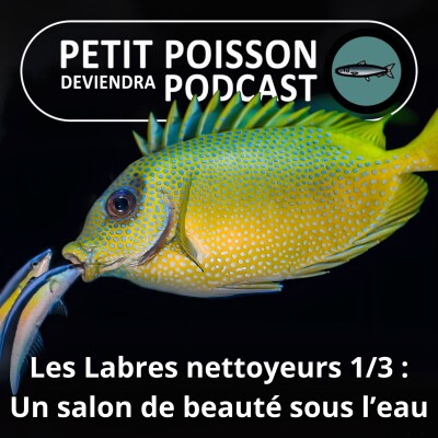 SPÉCIAL Labres nettoyeurs 1/3 : Einstein des océans cover