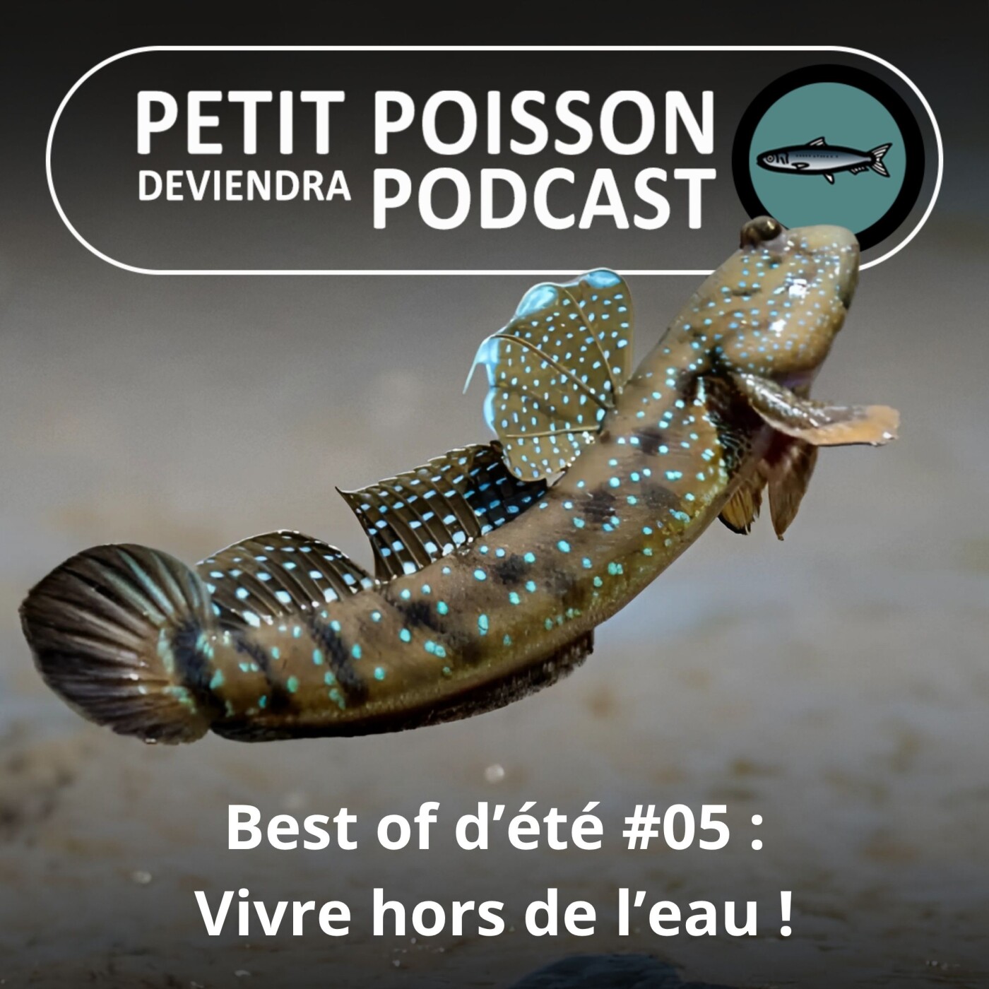 Petit Poisson deviendra Podcast
