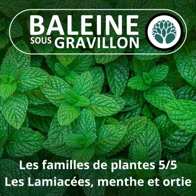 S04E55 Trois grandes familles de plantes 5/5 : Les Lamiacées, de l'Ortie à la Menthe (Christophe de Hody) cover