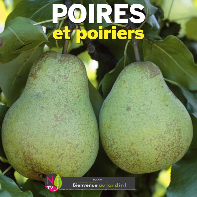 LE DOSSIER: LES MEILLEURES POIRES ET LA CULTURE DES POIRIERS cover