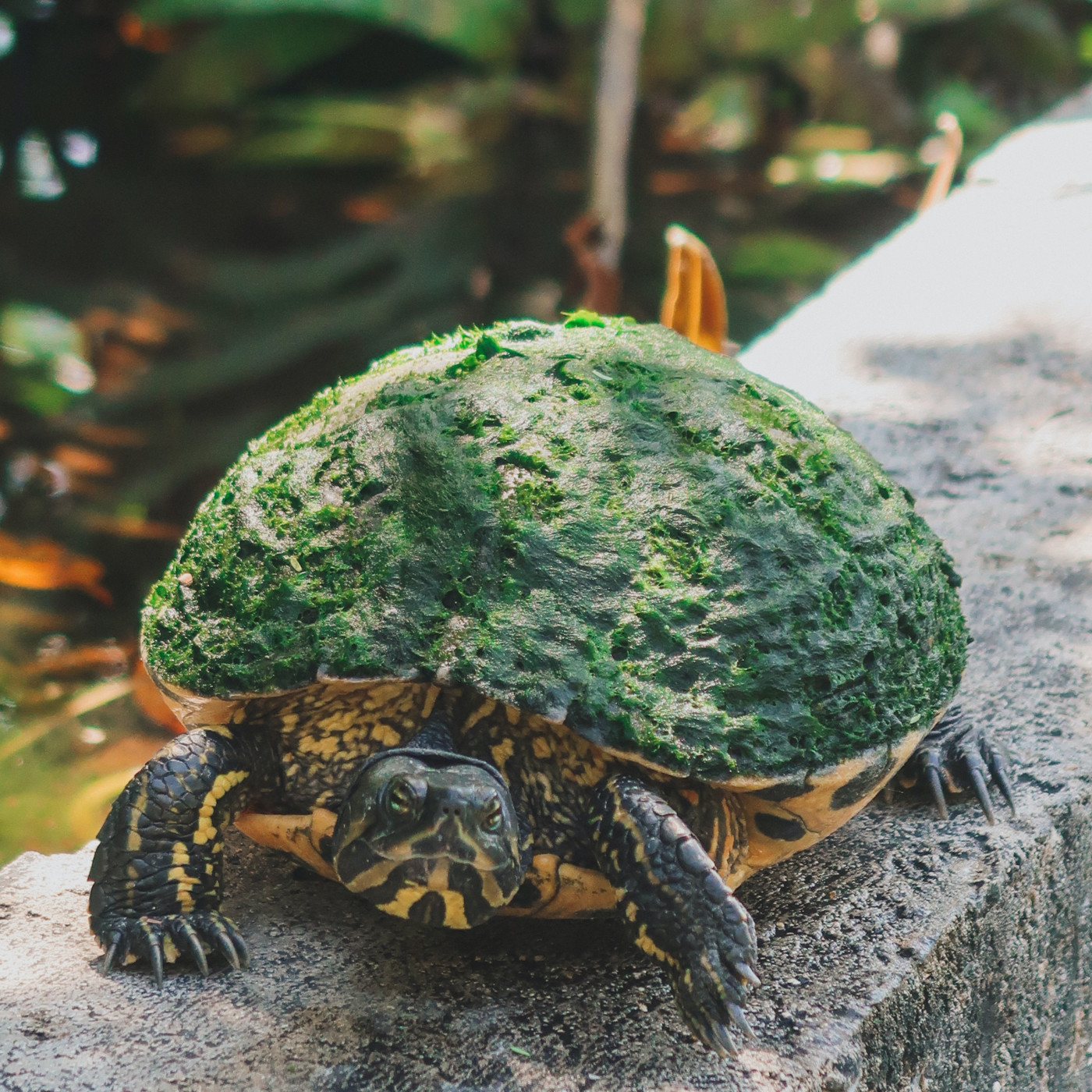 WILD - PODCAST ANIMALIER #0 - TEASER PRESENTATION EMISSION