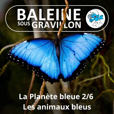 S07E83 La Planète bleue 2/6 : Les animaux bleus cover