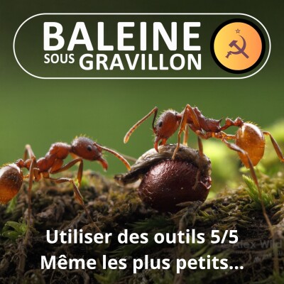 S07E31 Les outils des animaux 5/5 : De l'éléphant à la fourmi cover