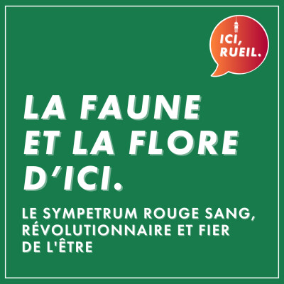 La Faune et la Flore d'Ici : Le sympetrum rouge sang, révolutionnaire et fier de l'être cover