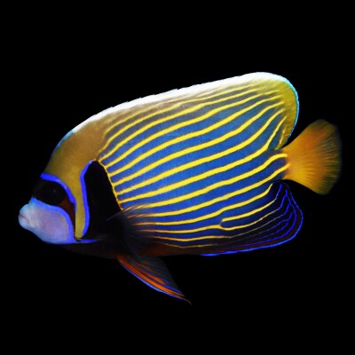 S02E14 Les Poissons-Anges 2/2 : Petit Poisson deviendra ... Ange cover