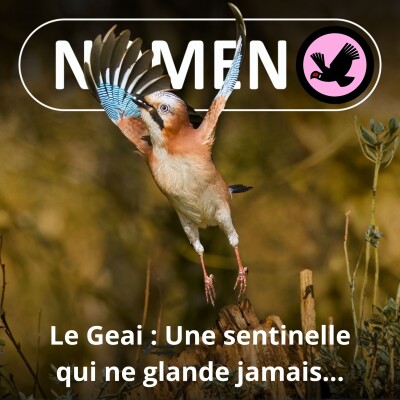 S01E63 : Le Geai, une coquine sentinelle de la forêt, qui ne glande jamais... cover