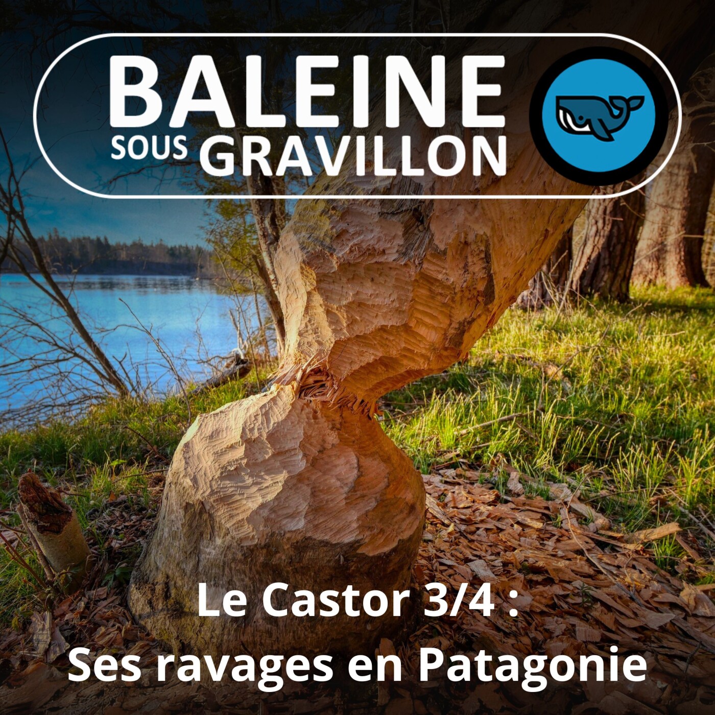 S06E07 Le castor 3/4 : L'introduction du castor en Patagonie, une lourde gaffe...