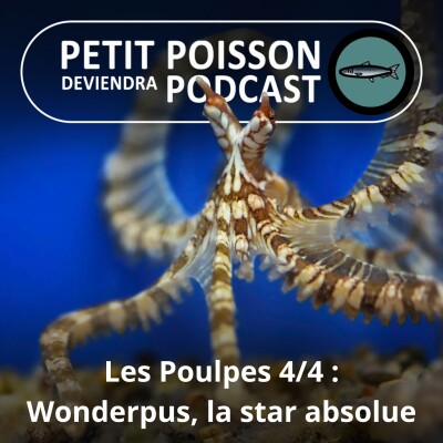 S02E12 Le Poulpe 4/4 : 3 stars absolues, Pieuvre géante du Pacifique, Pieuvre mimétique et "Wonderpus" cover