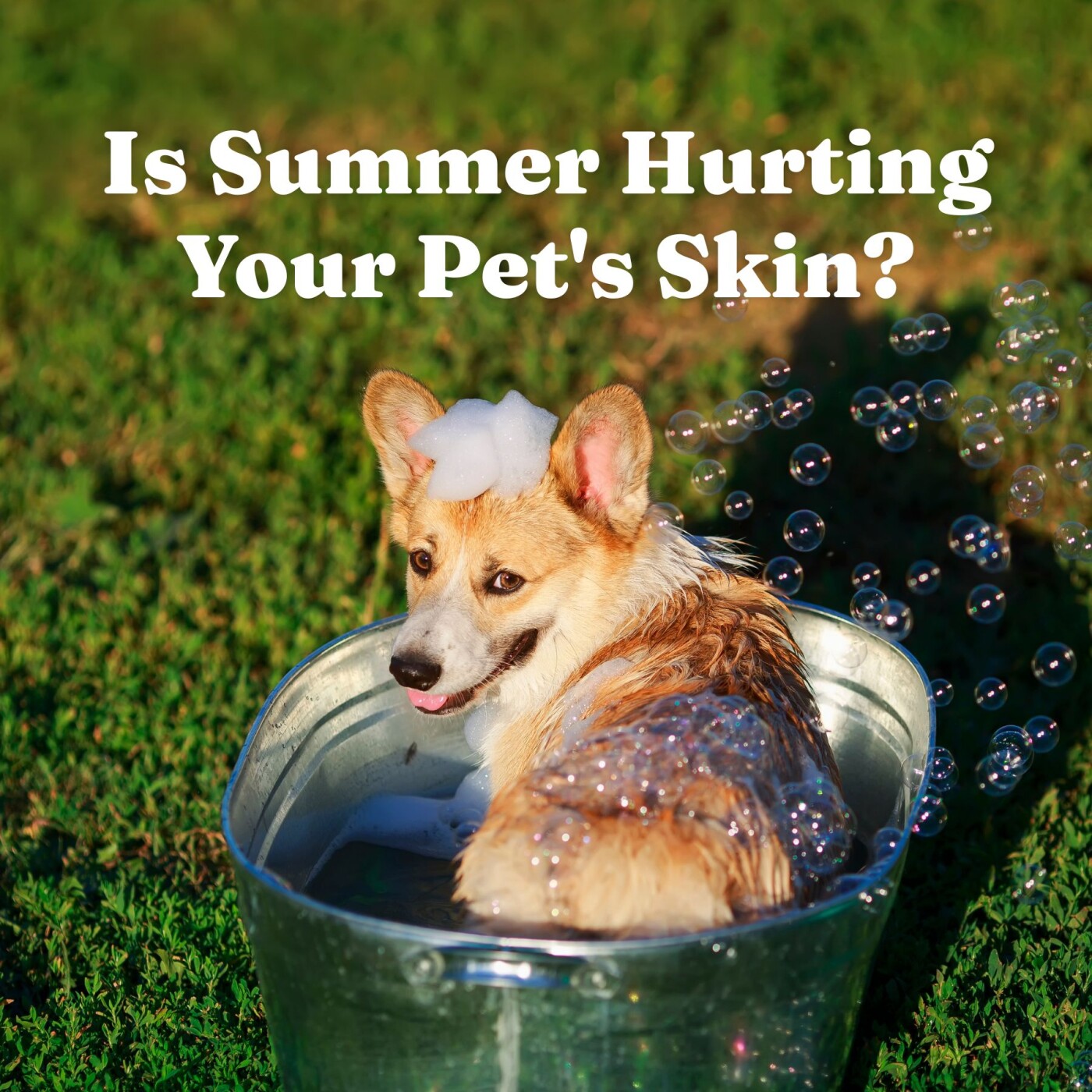 Why Grooming Matters More in the Summer episode artwork