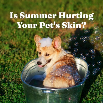 Why Grooming Matters More in the Summer cover