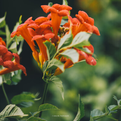 🎙️ Louise Vroylandt — Les autres utilisations des micro organismes 🌱 cover