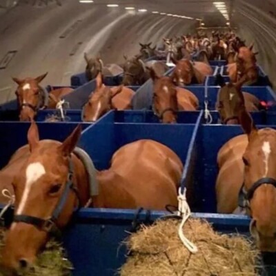 Boomerturf prend l'avion à cheval cover