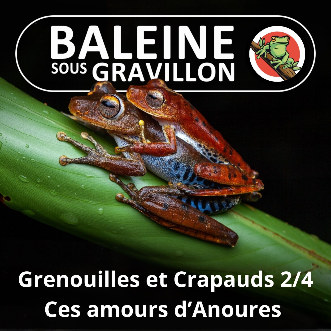 S02E63 Grenouilles et Crapauds 2/4 : Amours d'Anoures episode artwork