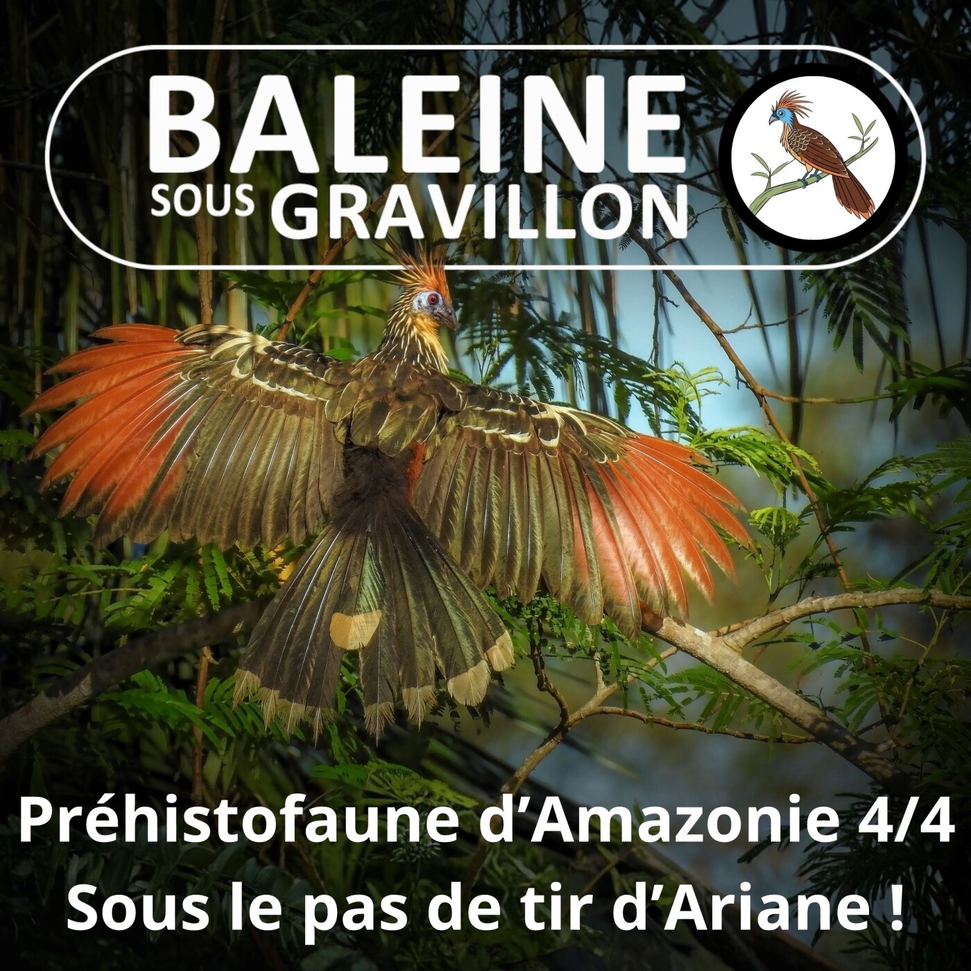 S05E49 Faune préhistorique d'Amazonie 4/4 : Sous le pas de tir d'Ariane 6... la plage ! episode artwork