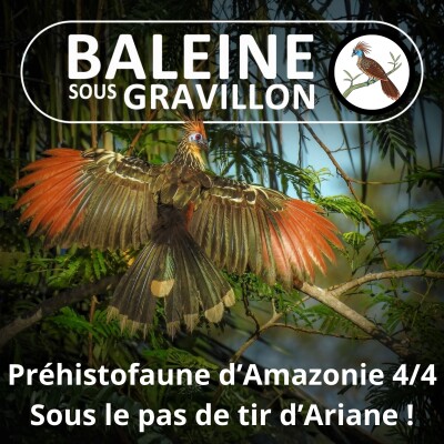 S05E49 Faune préhistorique d'Amazonie 4/4 : Sous le pas de tir d'Ariane 6... la plage ! cover