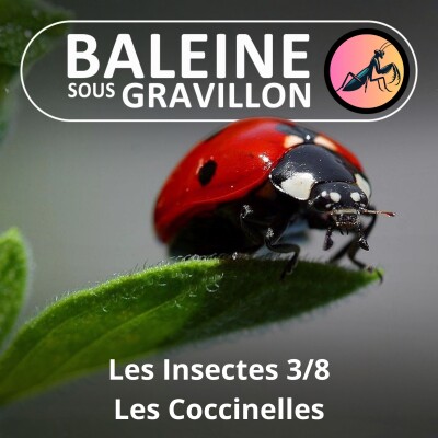 BEST OF D'ÉTÉ #31 Insectes : Les Coccinelles (Ennaloel Mateo-Espada) cover