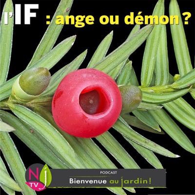 HISTOIRES BOTANIQUES: CYCAS ET AUTRES CYCADACEES, DES FOSSILES VIVANTS cover