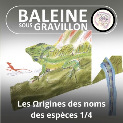 HORS-SÉRIE Les Ωrigines des noms des espèces 4/4 : Les hors-catégories (Marc Mortelmans) cover