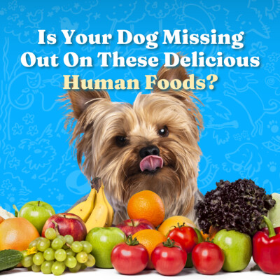 Is Your Dog Missing Out On These Delicious Human Foods? cover