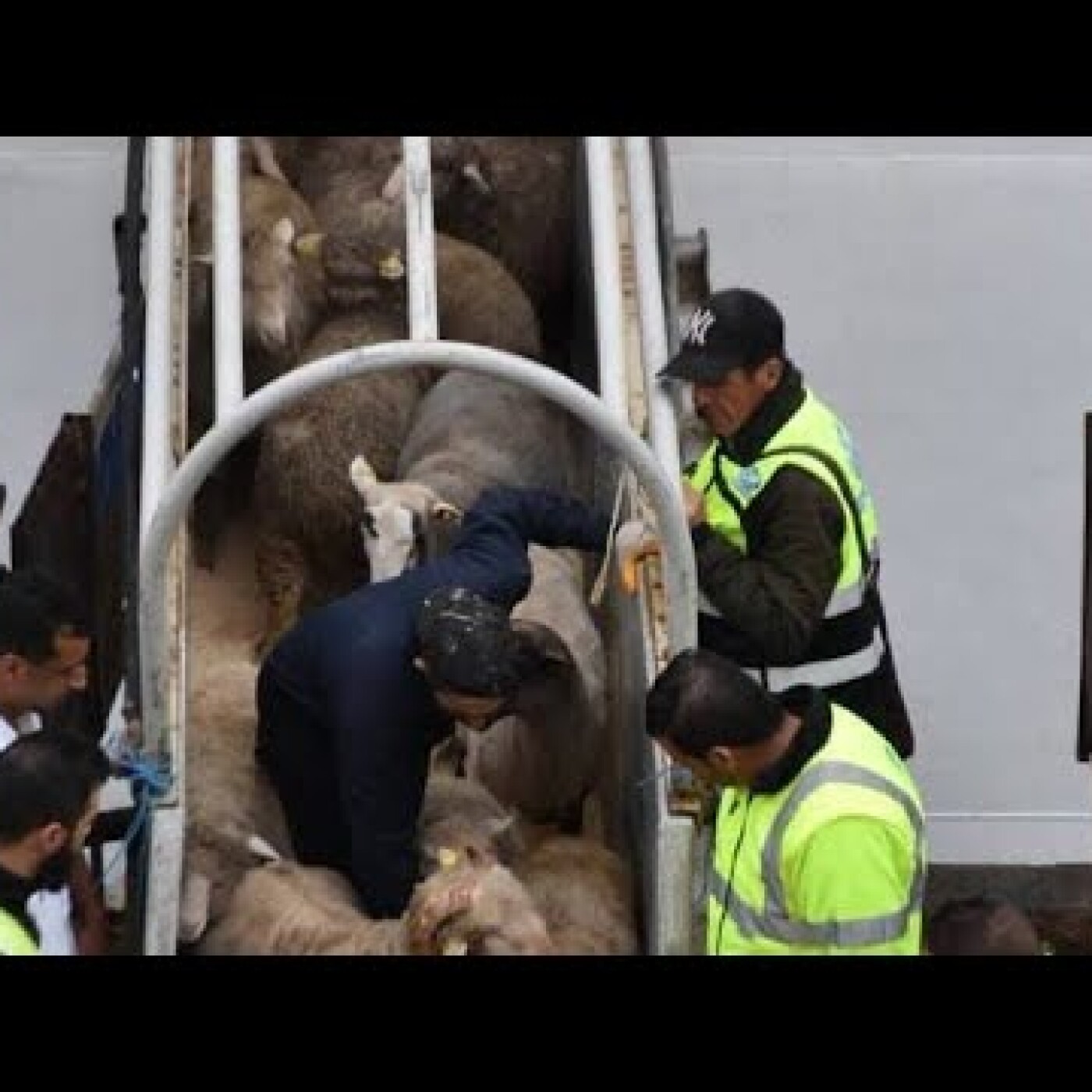 L’Algérie : un pays qui laisse partir ses cerveaux pour faire venir des moutons episode artwork