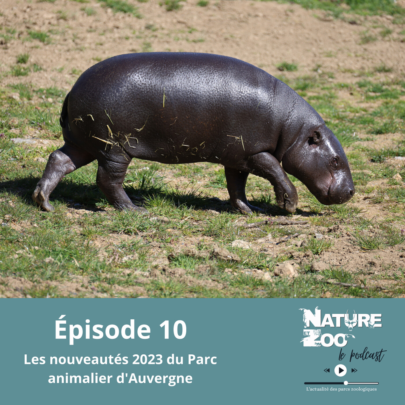 Épisode 10 (NOUVEAUTÉS) - Les nouveautés du Parc animalier d'Auvergne en 2023 episode artwork