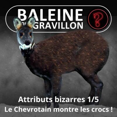Vous avez dit bizarre ? Attributs 1/5 : Le Chevrotain montre les crocs cover