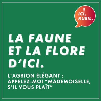 La Faune et la Flore d'Ici : L'agrion élégant, appelez-moi "mademoiselle s'il vous plaît" cover