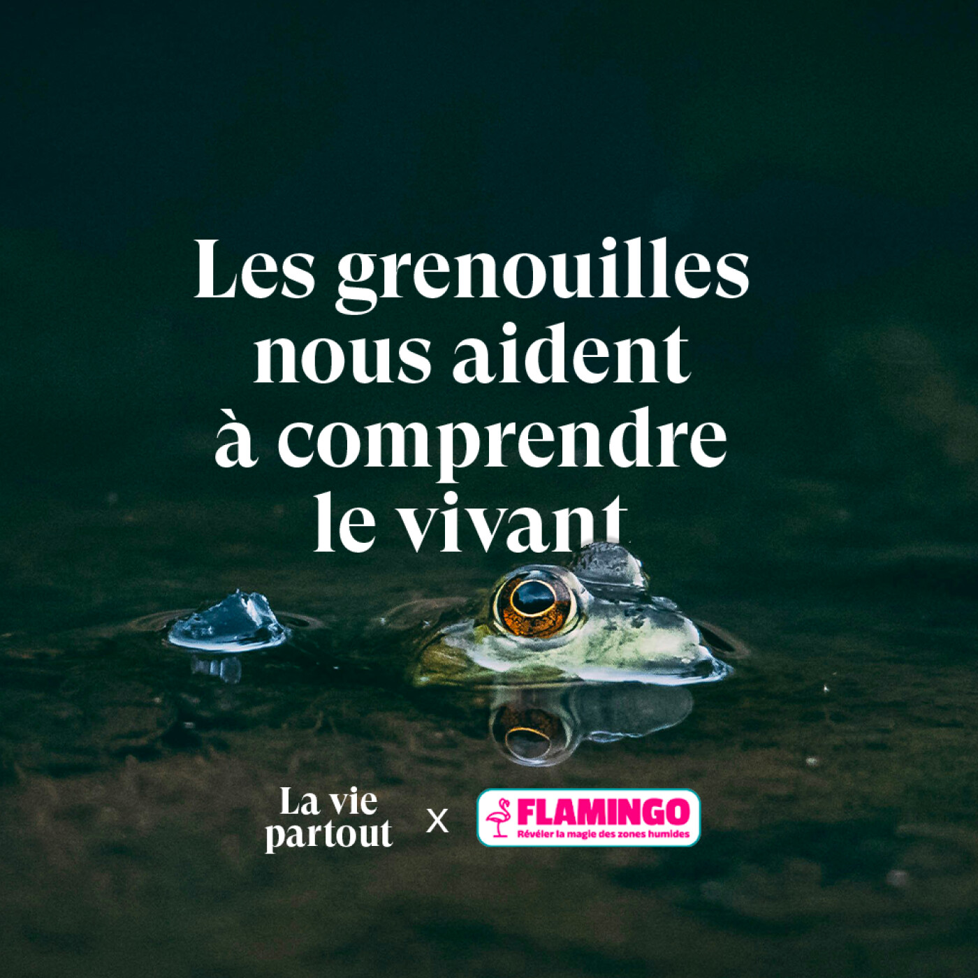 Comprendre le vivant grâce aux grenouilles - Entretien avec Julien Perrot en collaboration avec Flamingo.eco
